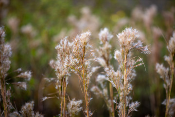 BUSHY BLUESTEM GRASS