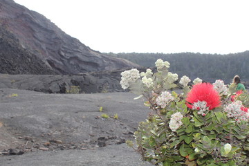 Ohia Lehua in Volcano