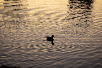 Duck at sunset 02