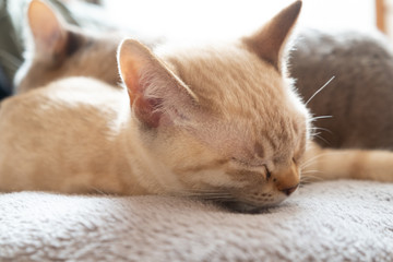 sleeping Australian Mist kitten