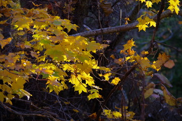 原生林の紅葉。北海道、道東の秋。