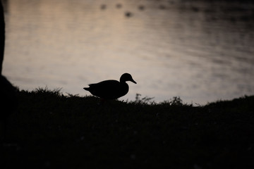 Duck at sunset 01
