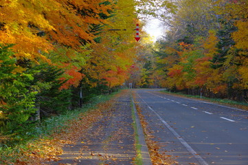 Fototapeta premium 紅葉の道。弟子屈町、屈斜路、北海道。