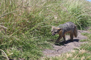 Catalina Island Fox Sneak