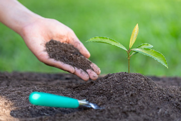 Soil in the hands of a young woman Seedlings that grow from fertile soil. And there is a shoveling ground near. Concept of environmental conservation Complete. Planting trees to reduce global warming.