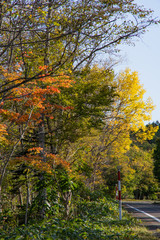北海道、道東の紅葉。弟子屈町、屈斜路湖畔。