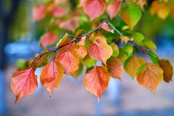 The beautiful autumn leaves scenic