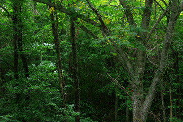 深い森の緑の輝き。北海道の原生林の光と影。