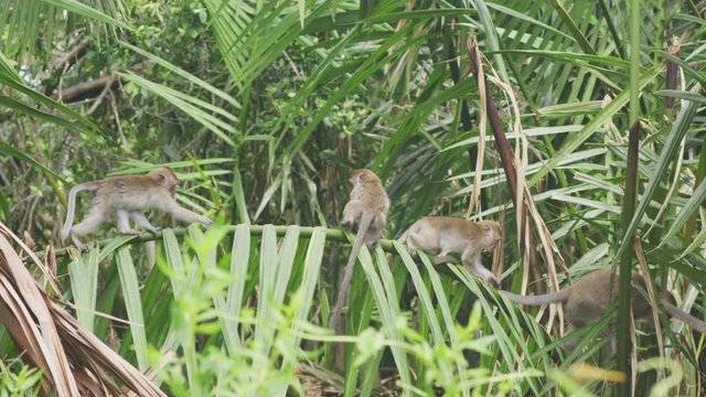 macaque monkeys in tropical forest
