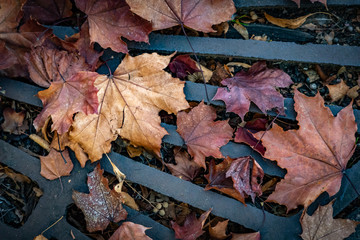 Colorful autumn leaves caught in a storm grate in Grants Pass Oregon