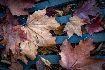Colorful autumn leaves caught in a storm grate in Grants Pass Oregon