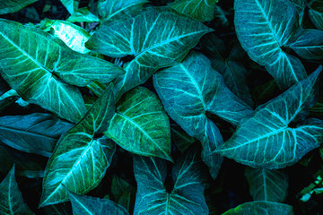 Fototapeta premium abstract green leaf texture, dark blue tone nature background, tropical leaf