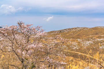 桜と秋吉台