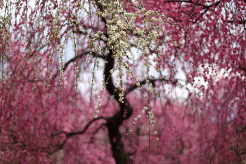 枝垂れ梅