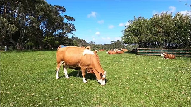 Simmental cows are a Swiss Breed grazing in the field at Cornwall Park, One Tree Hill Auckland
