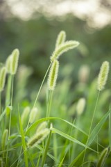 Fototapeta na wymiar grass on green background