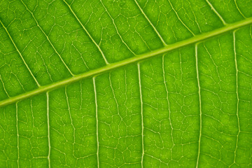 Life Concept Macro Grreen Leaf texture