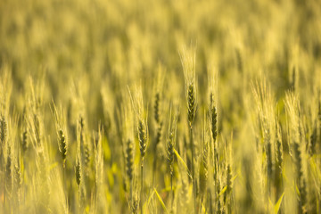 Fototapeta premium Barley plantation field in the pampas