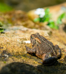 Tired Toad