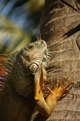 Orange Iguana climbing a palm tree eyeing up prey