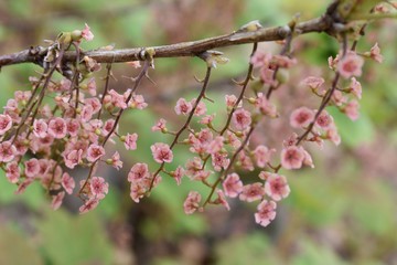 pink red currant flowers in garden