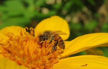 Bee on yellow flower in Florida nature, closeup 