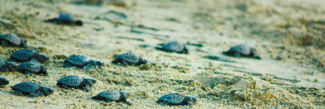 Baby sea turtles just released and on a mission to reach the safety of the ocean