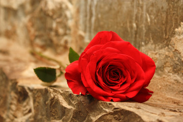 Naklejka premium Bright red blossoming rose laying on an artistic stone wall.