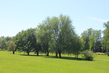 Fototapeta na wymiar Three trees in the park
