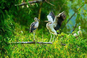 White Storks in Thung Nham Natural Reserve, Ninh Binh, Vietnam