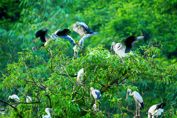 White Storks in Thung Nham Natural Reserve, Ninh Binh, Vietnam
