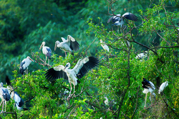 White Storks in Thung Nham Natural Reserve, Ninh Binh, Vietnam