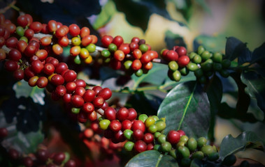 .Close up, coffee berry ripening on tree, coffee beans  Blur background.