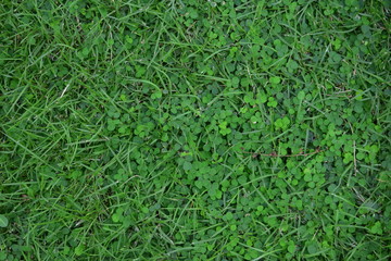 green grass background