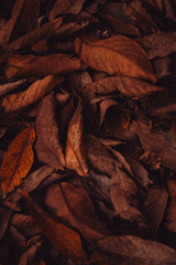 These leaves represent true vibes of autumn.