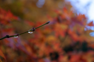 秋の枝の水滴