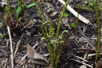 Ferns sprouting from the ground in spring