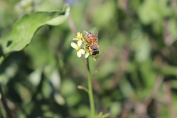 bee on a flower