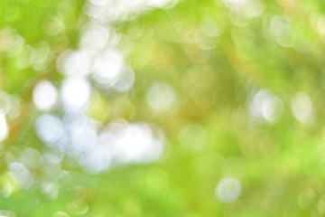 Obraz premium spring bokeh background from tree