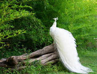 White Peacock © Eric Skadson