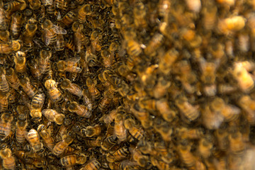 Honey Bee Hive Bees