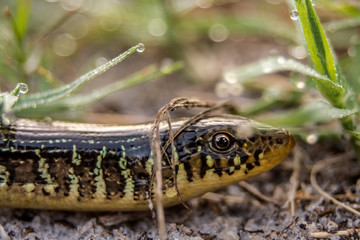 Glass Snake Closeup