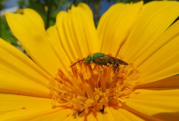 Tropical green bee on yellow flower in Florida nature, closeup