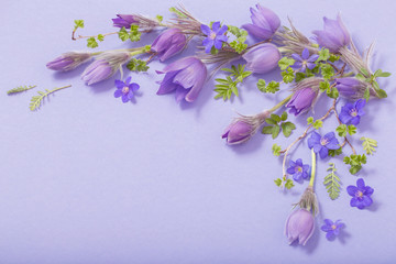 beautiful spring flowers on blue background