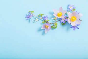 Fototapeta na wymiar beautiful spring flowers on blue background