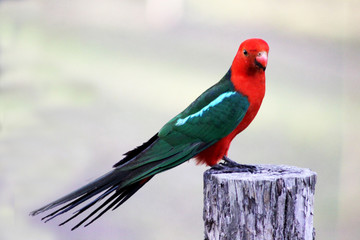 Male King Parrot