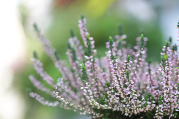 Delicate Pink Heathers Calluna flower