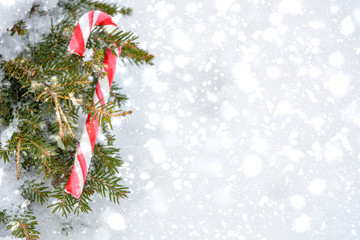 Winter background with green branches of christmas tree, candy cane and white snow.