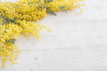 mimosa on white wooden background