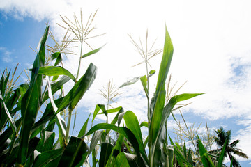 Corn crop growing in Timor Leste